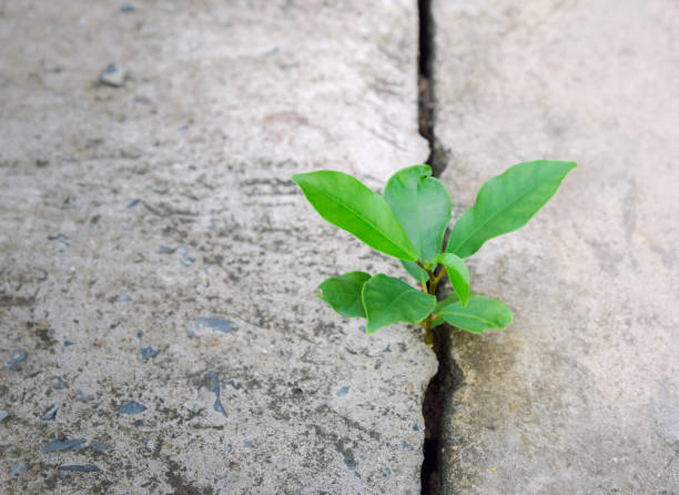 istock Ecology plant tree and environment drought growing on cracked street 1096884112