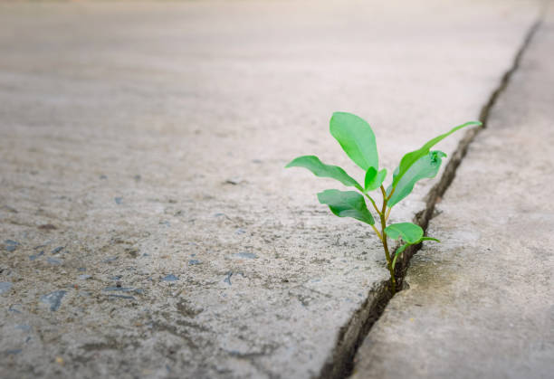 istock Ecology plant tree and environment drought growing on cracked street 1096884176