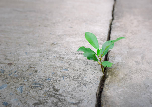 istock Ecology plant tree and environment drought growing on cracked street 1096884180