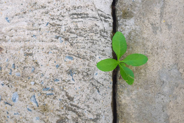 istock Ecology plant tree and environment drought growing on cracked street 1096884192