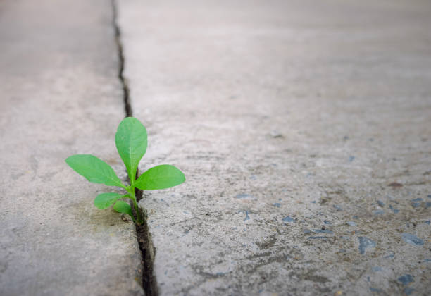 istock Ecology plant tree and environment drought growing on cracked street 1096884440