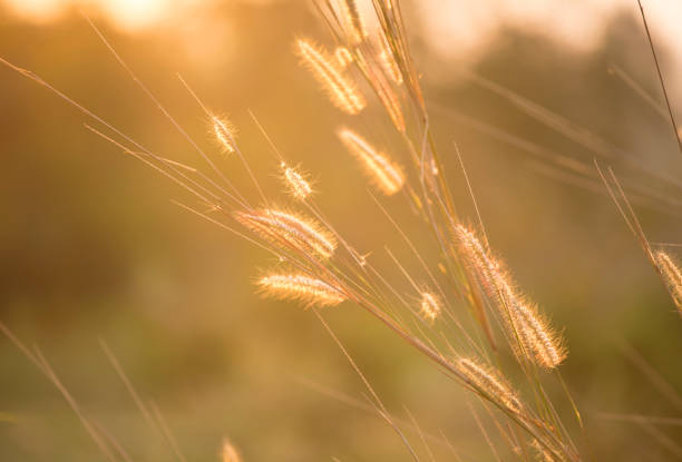 istock Close up grass flowers with sunlight 1096889772