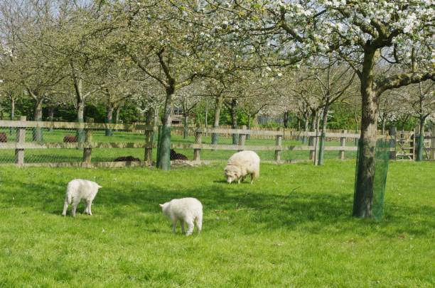 istock Sheep and lambs in a meadow 1096889882