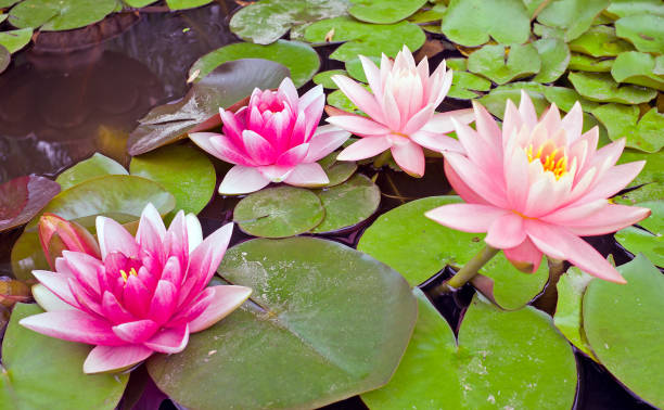 istock Blossoming Lotus flowers in a pond 1096891356