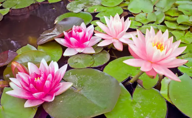 Photo of Blossoming Lotus flowers in a pond
