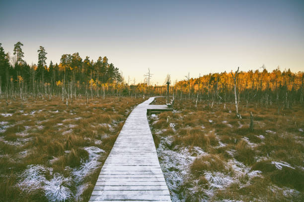 istock Footpath Amidst Trees On Field Against Clear Sky 1096891520