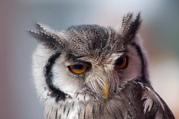 istock Portrait of owl 1096891688