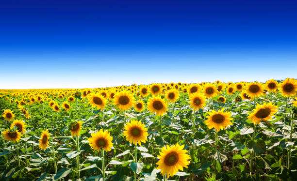 istock Sunflowers In Field Against Clear Sky 1096893152