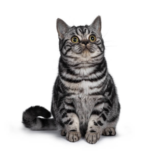 istock Cute dark tabby British Shorthair cat kitten, sitting facing front looking side ways above camera. Tail beside body. Isolated on white background. 1096896486