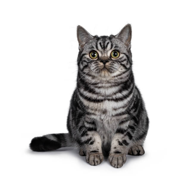 istock Cute dark tabby British Shorthair cat kitten, sitting facing front looking straight ahead above camera. Tail beside body. Isolated on white background. 1096896518