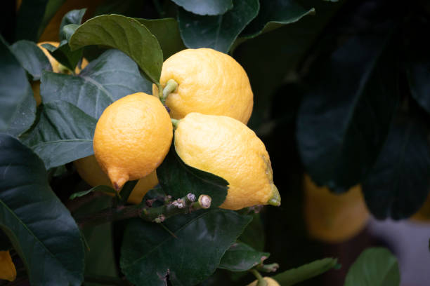 istock Cinqueterre Liguria Monterosso Lemon Plant 1096897474