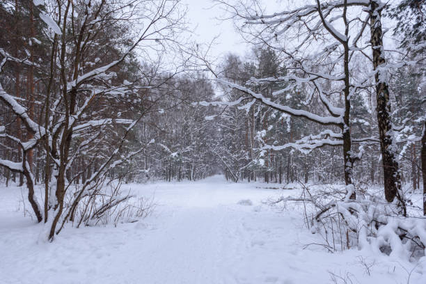 istock Snowy winter road in the winter forest 1096900516