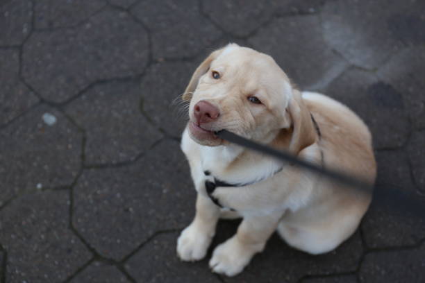 istock An Image of a labrador dog 1096900832