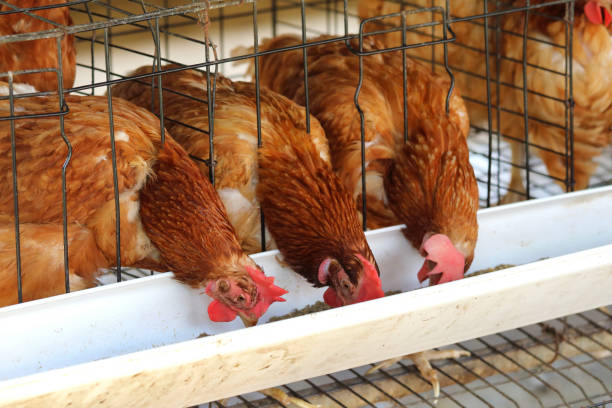 istock Chicken farm business 1096901100