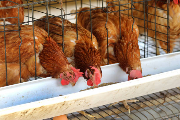 empresas de granja de pollo - exportaciones avícolas  fotografías e imágenes de stock