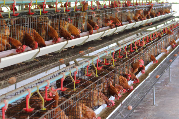istock Chicken farm business 1096901136