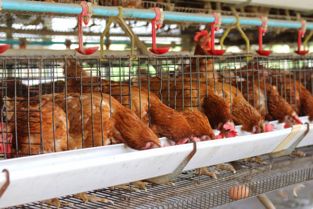 istock Chicken farm business 1096901138