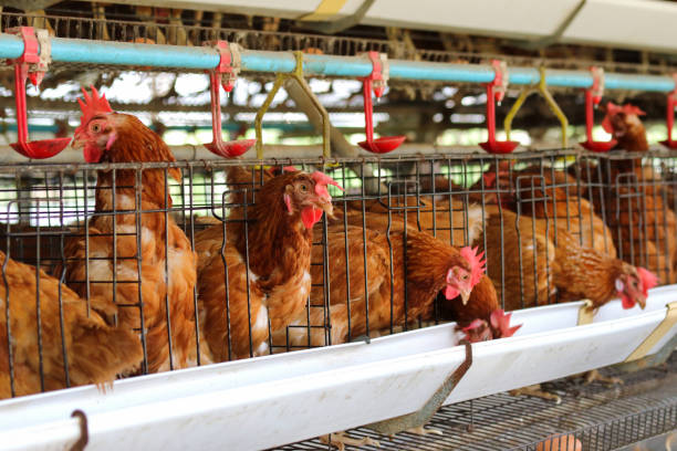 istock Chicken farm business 1096901140