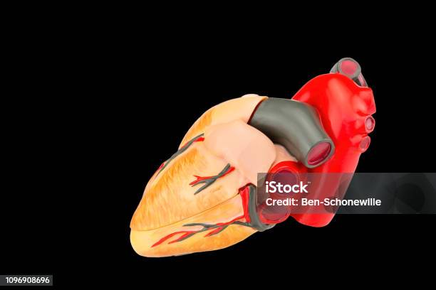 Human Heart Model Isolated On Black Background Stock Photo - Download Image Now - Anatomy, Aorta, Arteriosclerosis