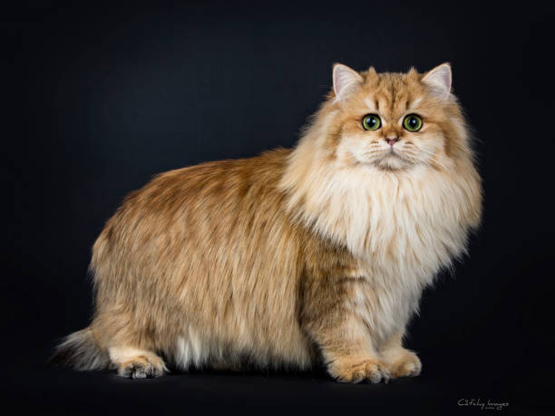 incredibile peluche pieno di peluche dorato britannico longhair gattino in piedi a fianco. guardando la fotocamera con grandi occhi verdi. isolato su sfondo nero. - inglese a pelo lungo foto e immagini stock