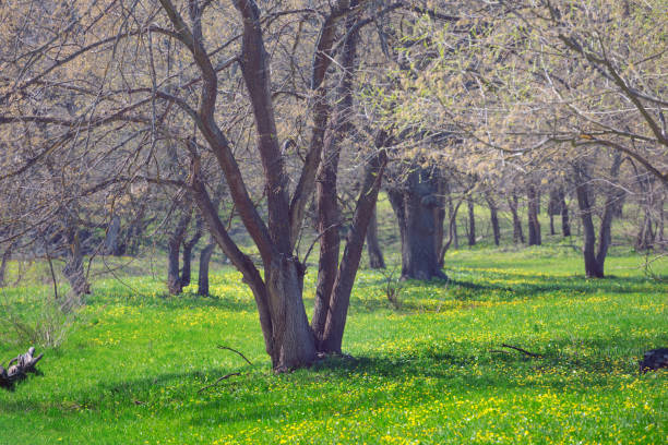 istock beautiful spring landscape, alone tree among the green grass with flowers 1096912666
