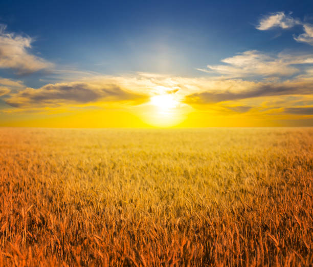 istock beautiful summer rural wheat field at the dramatic sunset 1096912800