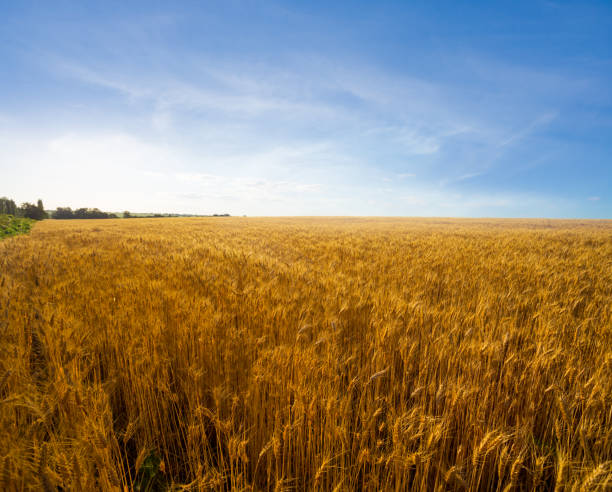 istock summer wheat field landscape at the sunset 1096912806