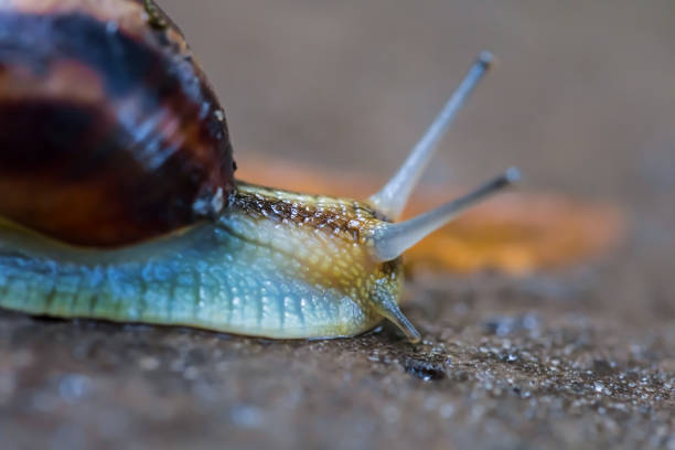 istock closeup grape snail crawl on the wet stone 1096912898