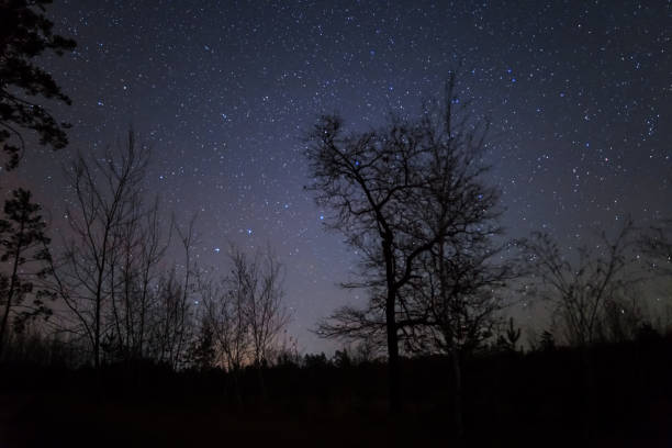 istock quiet night scene, dark forest, tree silhouette  on the night starry sky background 1096913260