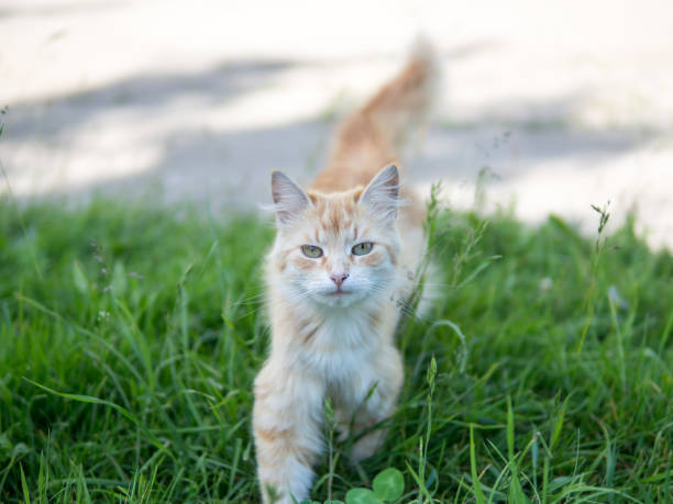 istock Cute red cat with beautiful eyes on green natural background 1096913542