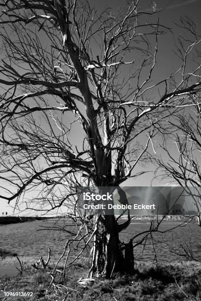 Foto Blanco Y Negro De Un Árbol Seco Sin Hojas Foto de stock y más banco de imágenes de Abstracto - Abstracto, Aire libre, Aislado