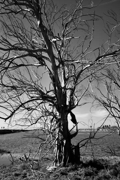 istock Black and White Photo of a Leafless Dead Tree 1096913692
