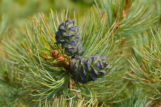 istock Branch cedar elfin (Pinus pumila) with cones. Siberia. 1096916716
