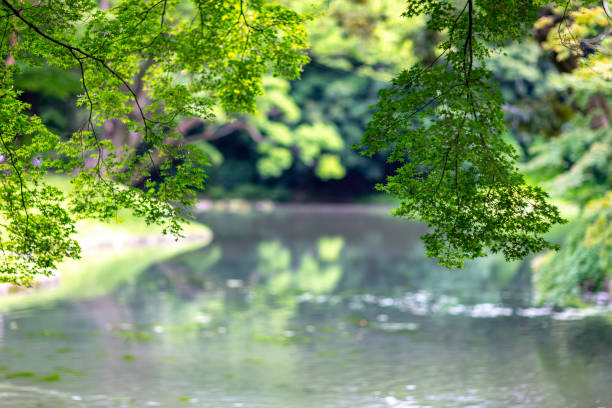 日本風庭園 - kyoto accord 写真 ストックフォトと画像