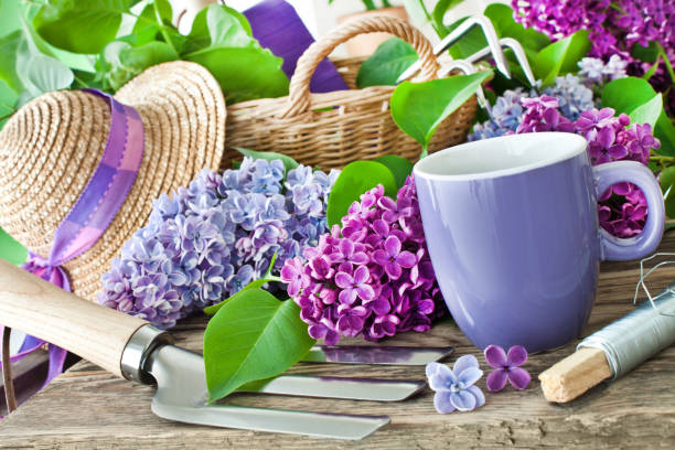 istock Springtime Lilac and gardening 1096918324