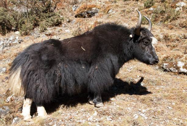 istock Black yak on the way to Everest base camp - Nepal 1096918436