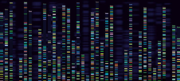 Genomic analysis visualization. Dna genomes sequencing, deoxyribonucleic acid genetic map and genome sequence analyze vector concept Genomic analysis visualization. Dna genomes sequencing, deoxyribonucleic acid genetic map and genome sequence analyze. Bioinformatics forensics data or dna radiographic testing vector concept genetic makeup stock illustrations