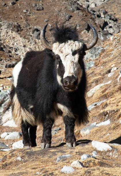 istock Black and white yak on the way to Everest base camp 1096919444