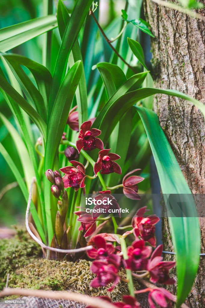 Foto de Orquídea Cymbidium Vermelho e mais fotos de stock de Beleza -  Beleza, Beleza natural - Natureza, Botânica - Assunto - iStock