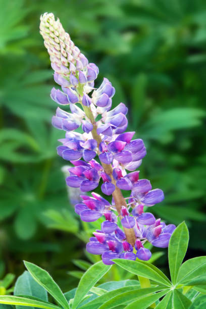 istock Poisonous monkshood 1096921782
