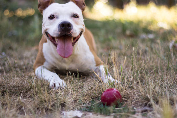 istock Happy Dog Portrait 1096921792