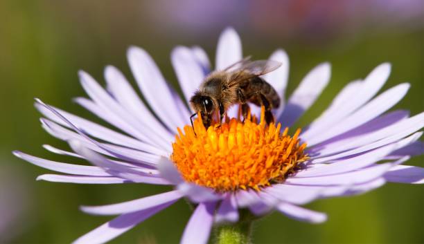istock bee or honeybee sitting on flower 1096921872
