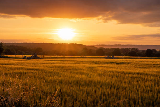 istock The sunset over wheat field in Germany 1096921970