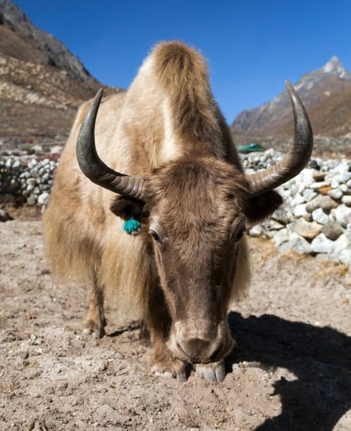 istock Brown Yak on the way to Everest base camp 1096922416