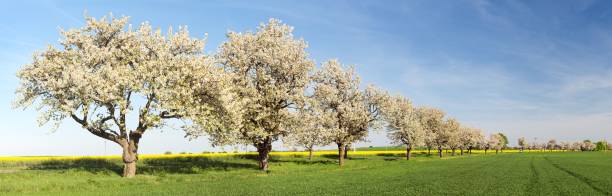 istock Cherry trees alley of beautiful flowering tree 1096923240