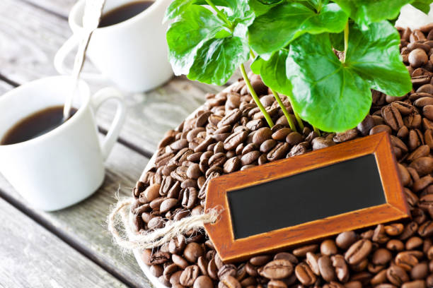 istock Coffee and coffee plant with label 1096924872