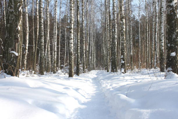 istock Black and white birch trees with birch bark in winter on snow 1096925062