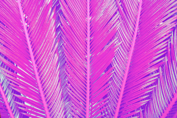 istock Close-up treandy pink colored tropical palm leaves as background. 1096925252