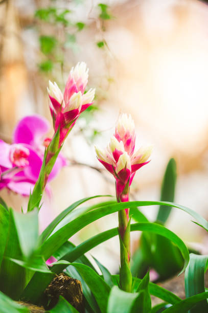 Beautiful pink Guzmania bromelia flower in full bloom. Guzmania is a genus of over 120 species of flowering plants in the family Bromeliaceae,