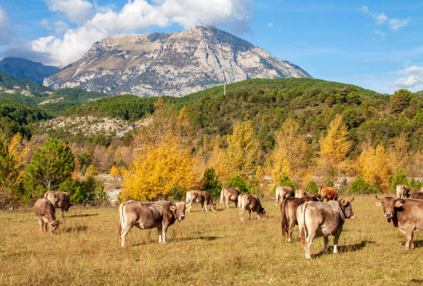 mucche aubrac al pascolo nel massiccio dei pirenei - pyrenean foto e immagini stock